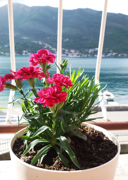 Apartmani Ivana Tivat Exteriör bild